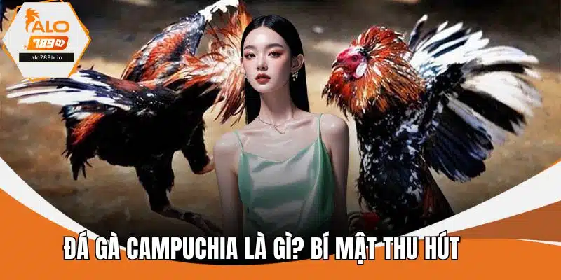 Đá Gà Campuchia Là Gì? Bí Mật Thu Hút Nhiều Kê Thủ